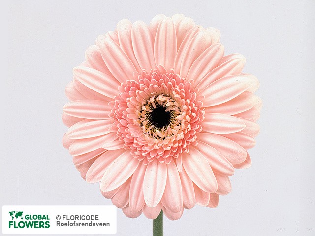 Photo Gerbera grootbloemig 'Donnica'.