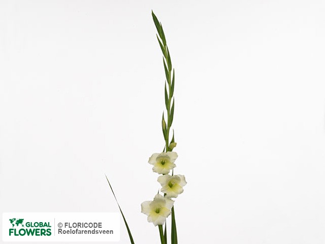 Photo Gladiolus (Small-flowered Grp) 'Helena'.