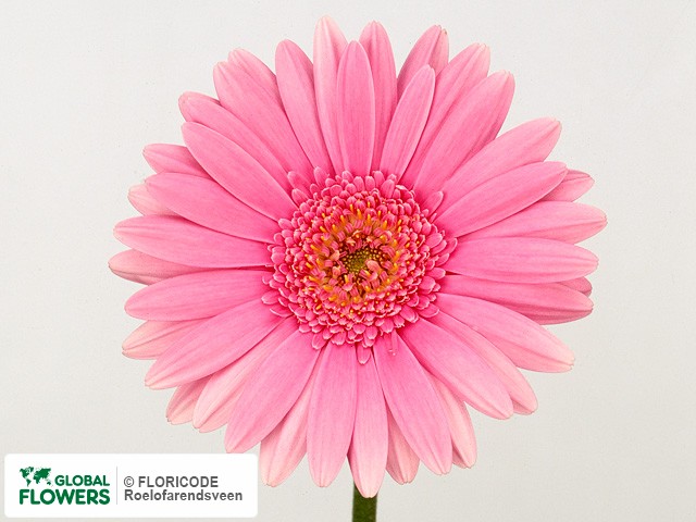 Photo Gerbera mini Pink Spot.