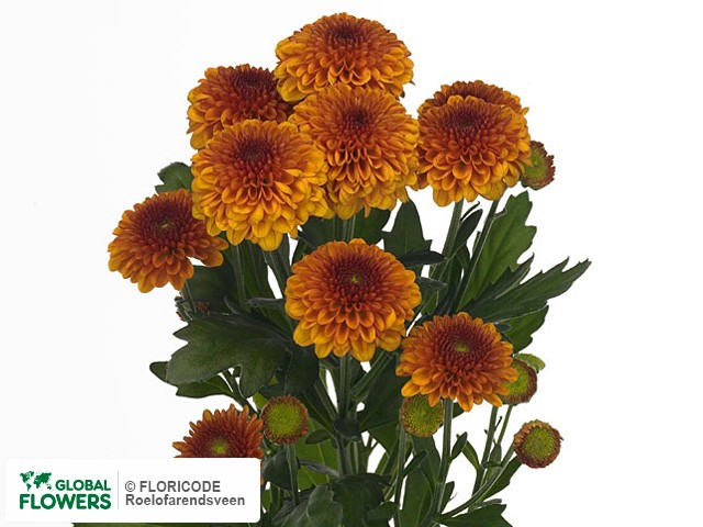 Photo Chrysanthemum (Indicum Grp) tros 'Lexy'.