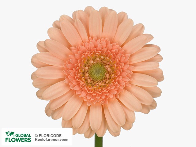 Photo Gerbera mini 'Bailey'.