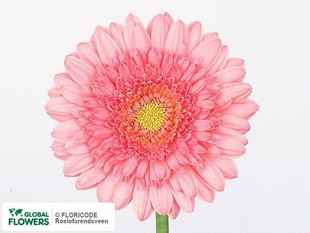 Photo Gerbera mini 'Frenzy'.