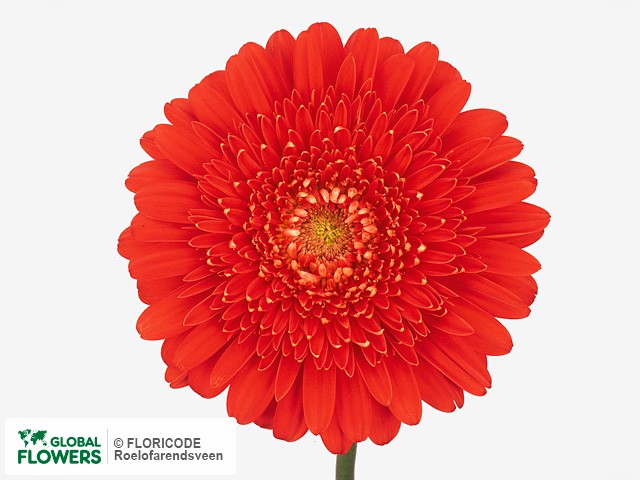 Photo Gerbera grootbloemig 'Estoril'.