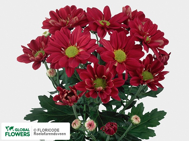 Photo Chrysanthemum (Indicum Grp) tros Reagan Ruby Red.