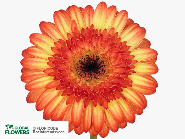 Photo Gerbera grootbloemig Mariyo.