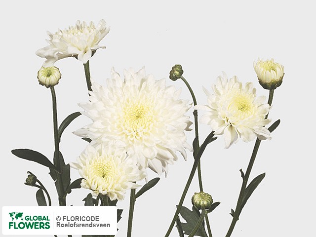 Photo Chrysanthemum (Indicum Grp) tros 'Gerrie Hoek Wit'.