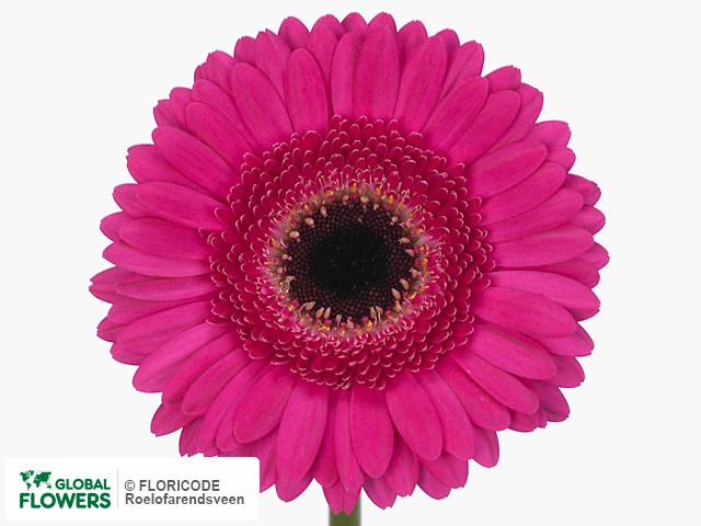 Photo Gerbera mini Whisper.