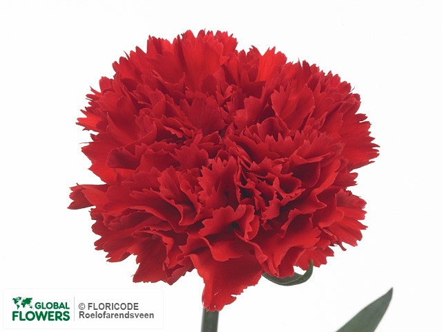 Photo Dianthus standaard Red Cat.