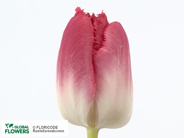 Photo Tulipa (Fringed Grp) 'Rosario Crispa'.