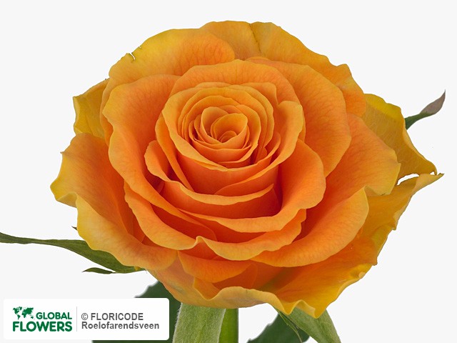 Photo Rosa grootbloemig Sphinx Orange.