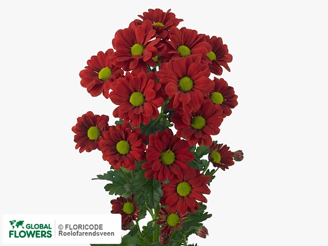 Photo Chrysanthemum (Indicum Grp) tros Desire.