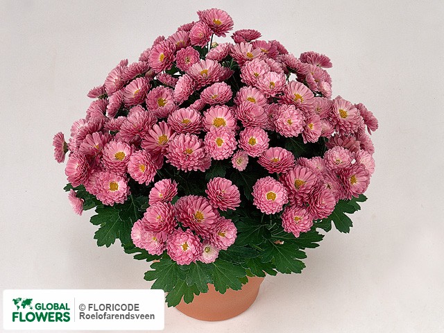 Photo Chrysanthemum (Indicum Grp) 'Fuschini'.