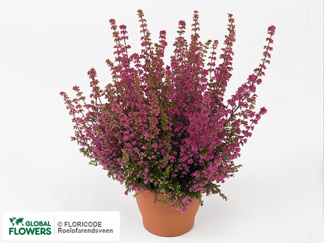 Фото вида Эрика изящная "Mr. Kindo".