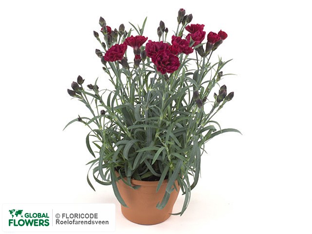 Photo Dianthus 'Sunflor Odessa Red'.