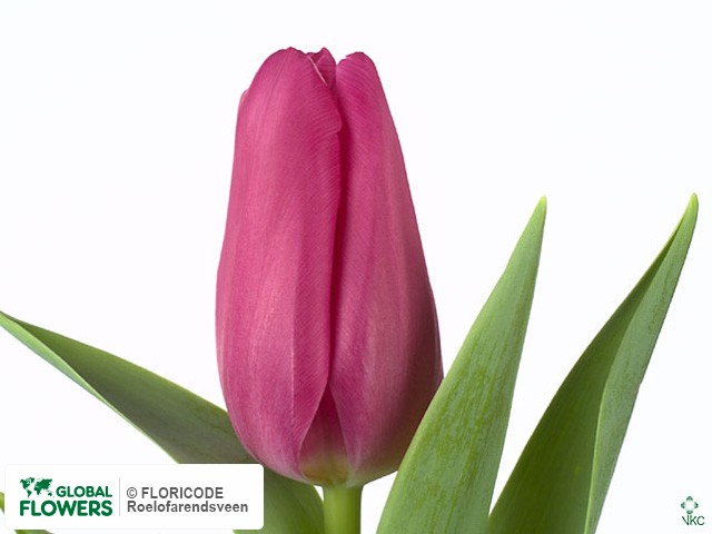 Photo Tulipa (Triumph Grp) 'Aagje'.