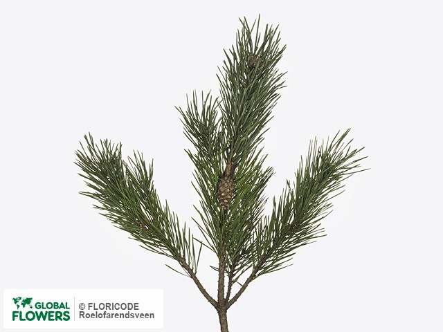 Фото вида Сосна "Sylvestris Watereri per kilo".