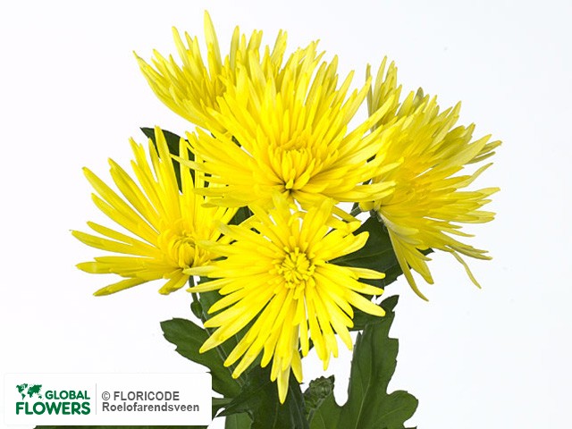 Photo Chrysanthemum (Indicum Grp) tros Anastasia Sunny.