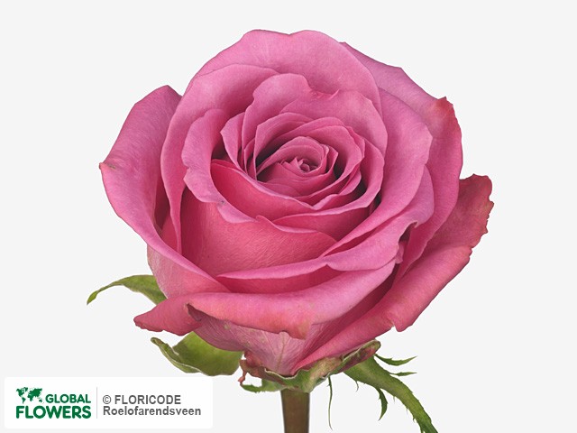 Фото вида Роза крупноцветковая "Speechless".