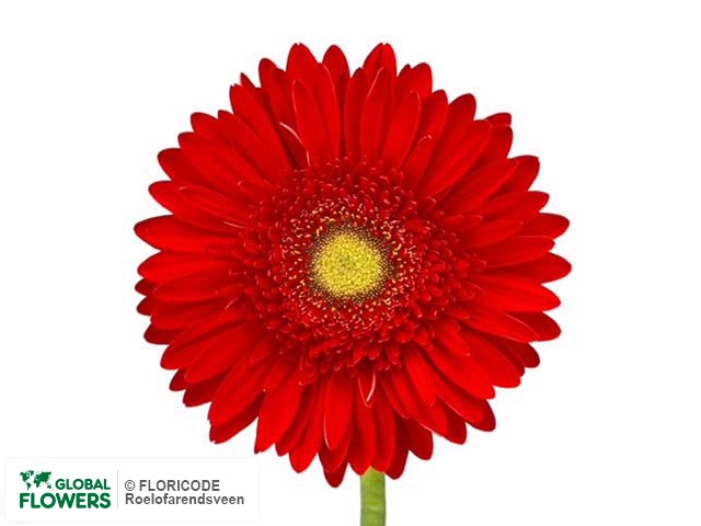 Photo Gerbera grootbloemig 'Zingaro'.