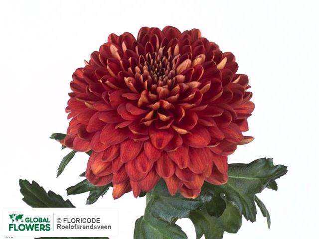 Photo Chrysanthemum (Indicum Grp) geplozen Sinatra.