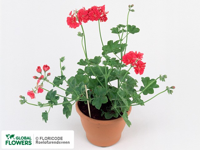 Photo Pelargonium (Peltatum Grp) Pelfi Ragtime 99.