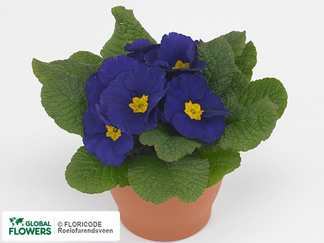 Фото вида Примула акаулис "Clou Blue".
