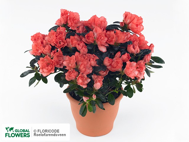 Photo Rhododendron (Simsii Grp) Hortinno Christine Magic | Global Flowers