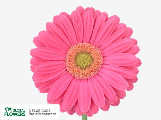 Photo Gerbera grootbloemig Elmira.