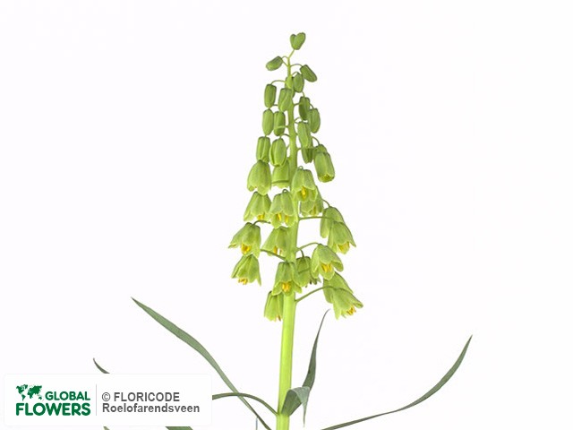 Фото вида Рябчик персидский "Ivory Bells".