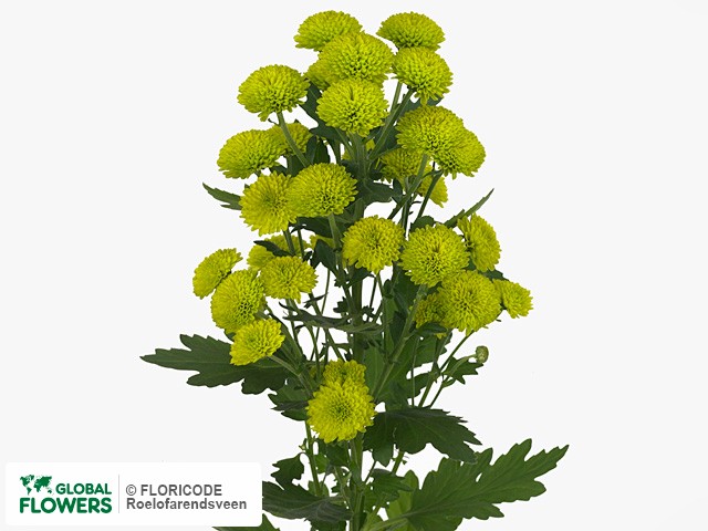 Photo Chrysanthemum (Indicum Grp) tros Donna.