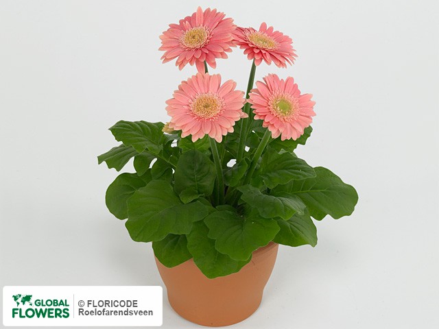 Photo Gerbera Durora Rose.