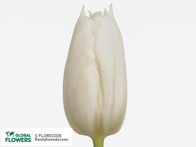 Photo Tulipa (Triumph Grp) 'First Peace'.