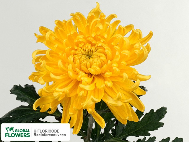 Photo Chrysanthemum (Indicum Grp) geplozen 'Tom Pearce Yellow'.