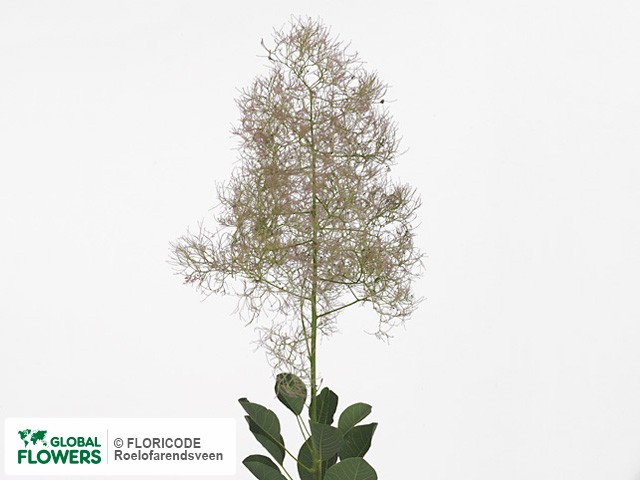 Фото вида Скумпия кожевенная "Young Lady".