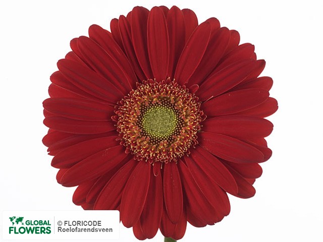 Photo Gerbera grootbloemig Alcatraz.