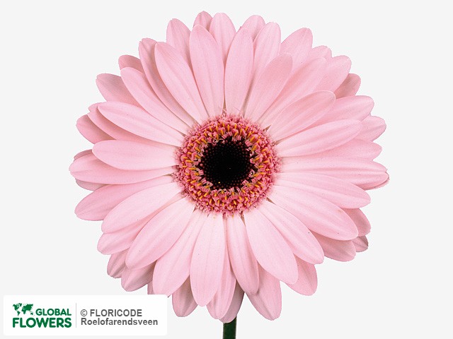 Photo Gerbera grootbloemig 'Pinky Eye'.