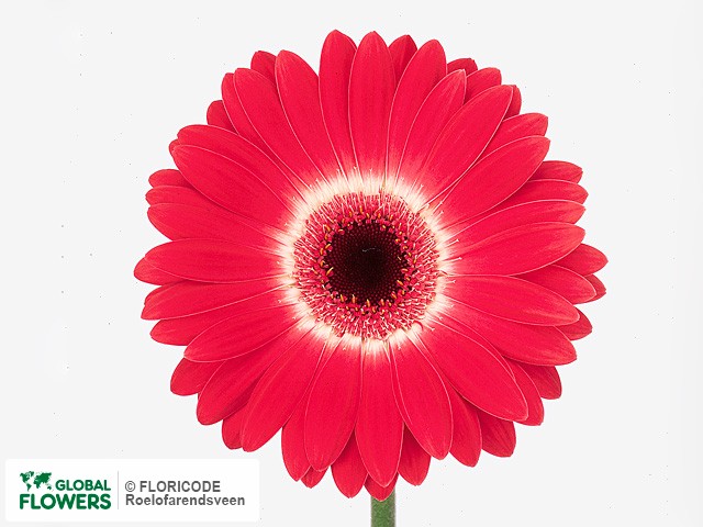 Photo Gerbera grootbloemig Corazon.