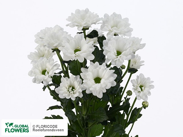 Photo Chrysanthemum (Indicum Grp) tros Ducat.