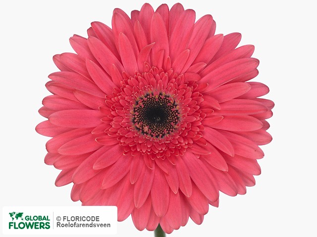 Photo Gerbera grootbloemig Terra Adisa.