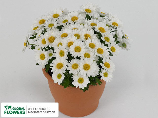 Photo Chrysanthemum (Indicum Grp) Juliette.