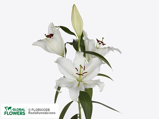 Lilium — photo of varieties and species | Global Flowers