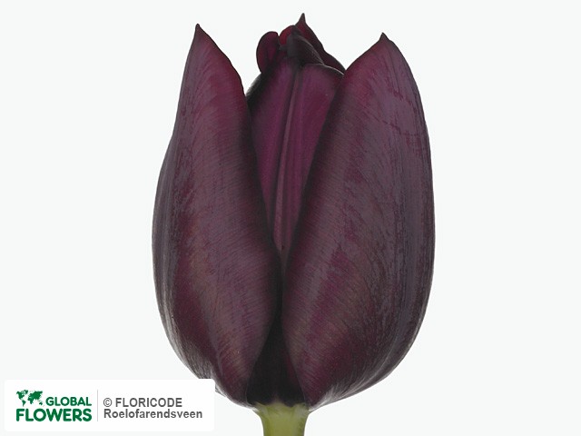 Photo Tulipa (Triumph Grp) 'Ronaldo'.