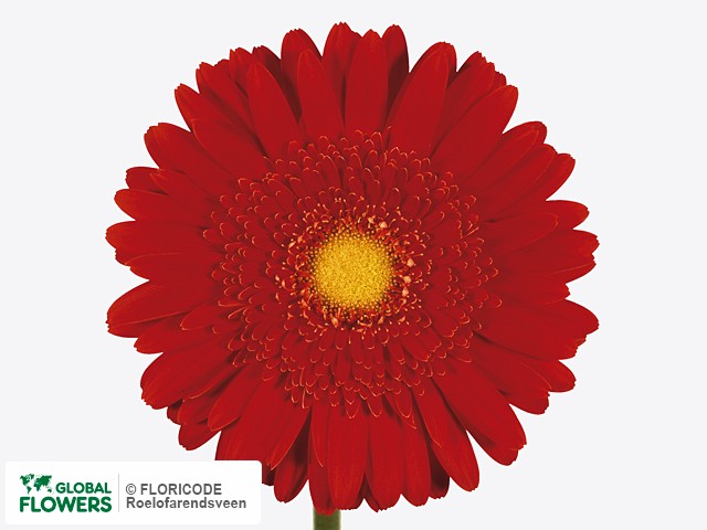 Photo Gerbera grootbloemig 'Ferrari'.