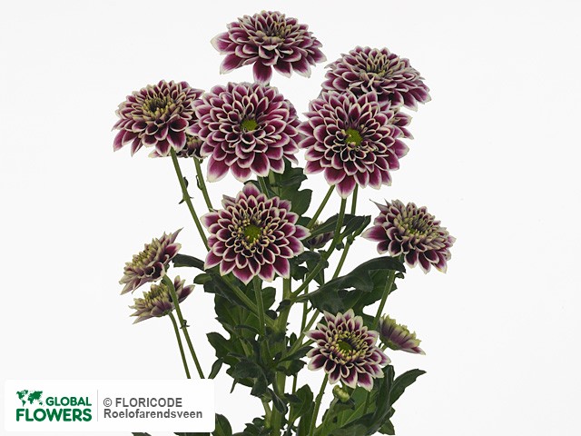 Photo Chrysanthemum (Indicum Grp) tros Lesta.