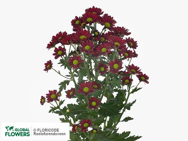 Photo Chrysanthemum (Indicum Grp) tros santini Madiba Dungu Red.