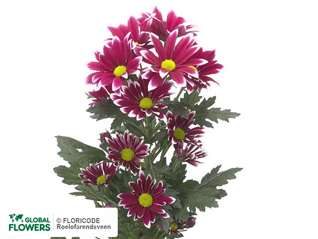 Photo Chrysanthemum (Indicum Grp) tros Batini.