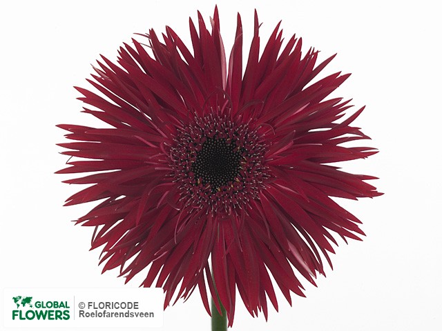 Photo Gerbera grootbloemig Purple Springs.