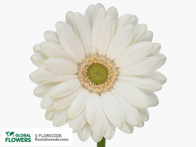 Photo Gerbera mini 'Ice Age'.