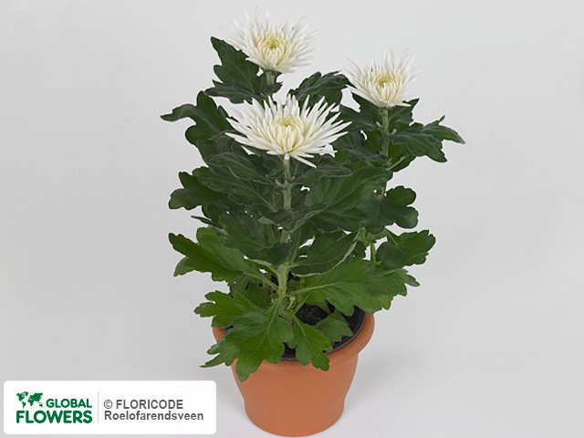 Photo Chrysanthemum (Indicum Grp) 'Anastasia'.