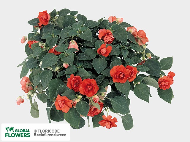 Фото вида Недотрога Уоллера "Fiesta Orange Spice".